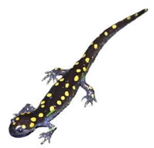 spotted salamander amphibians introducing environmental education center salamanders