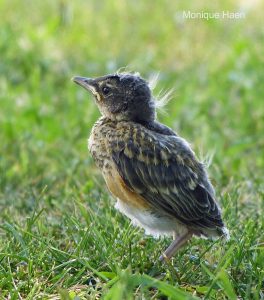 Baby_Bird_in_the_Grass_by_Monique_Haen