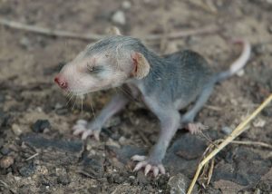 skinny possum