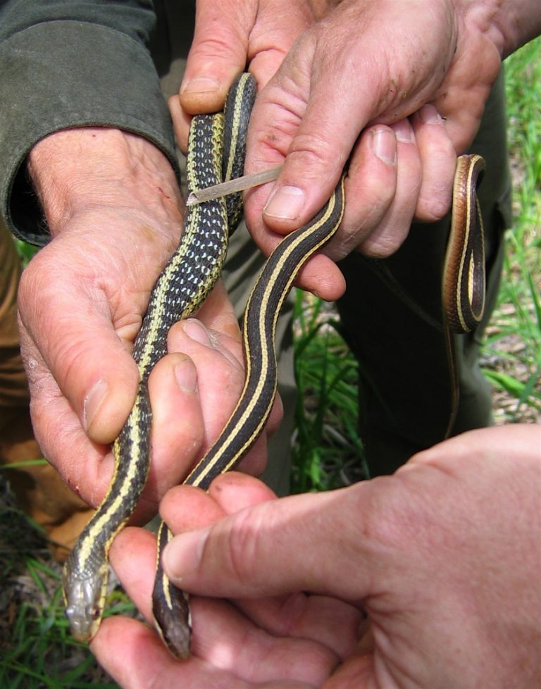 Gartersnake and Ribbonsnake