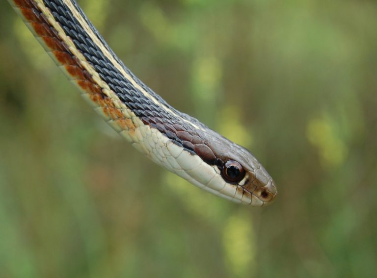 Eastern Ribbonsnake