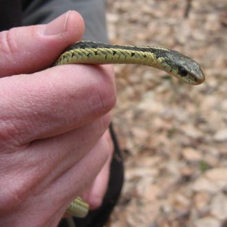 Common Gartersnake